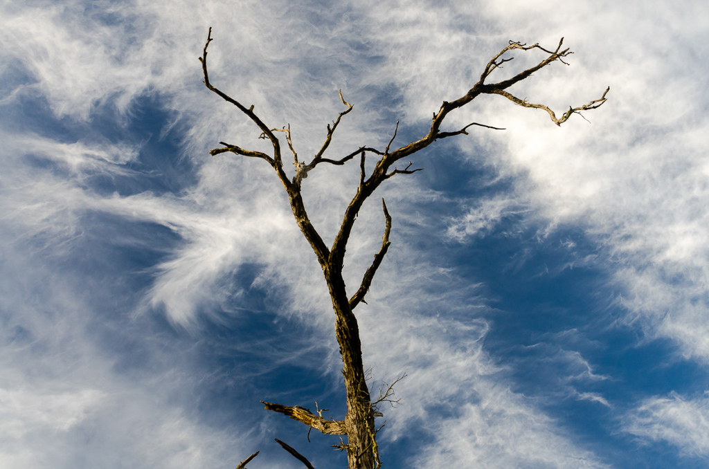 bare-branches-against-sky