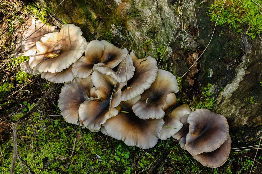 fungi-base-of-tree