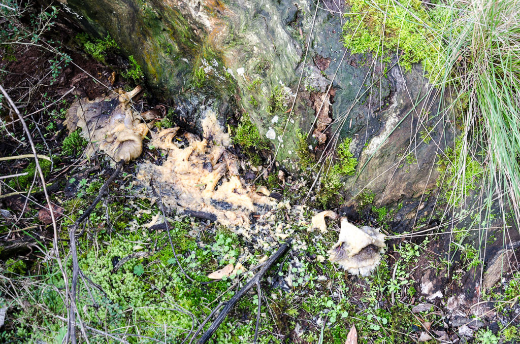 remains-of-fungi