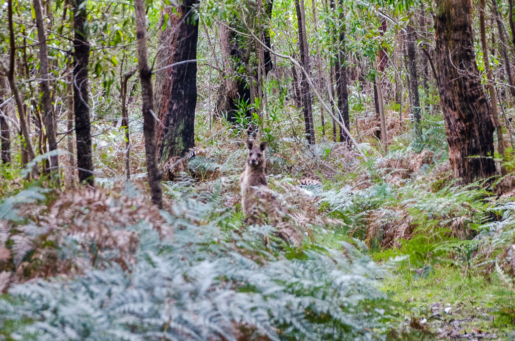 wallaby-on-walking-track