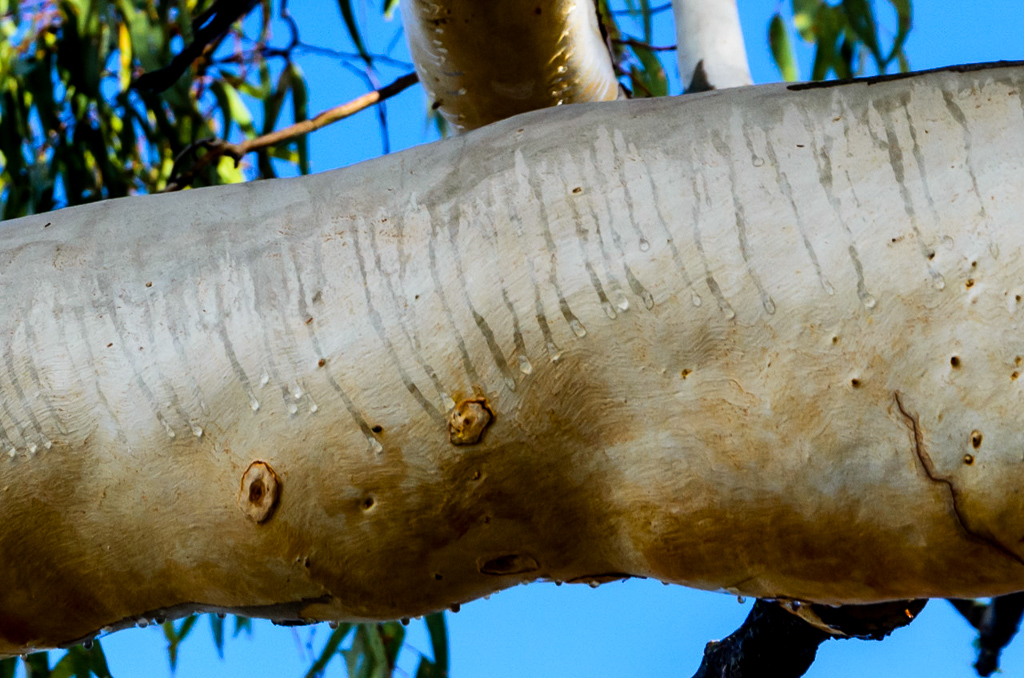 water-droplets-eucalypt-branch