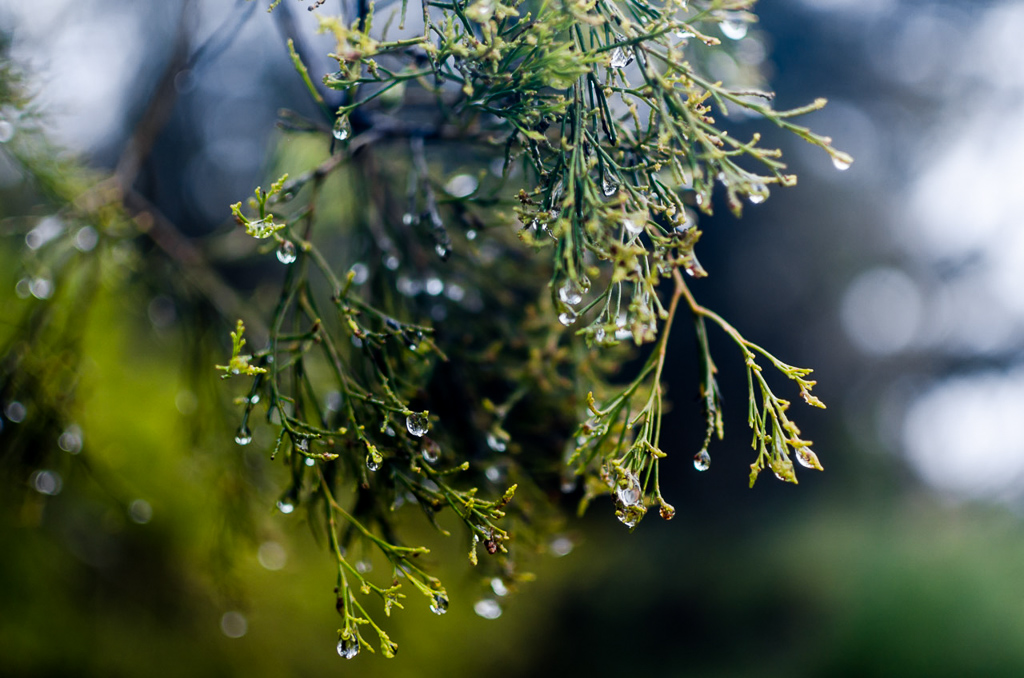 water-droplets-tree
