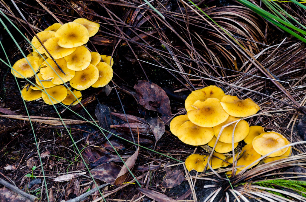 yellow-fungi