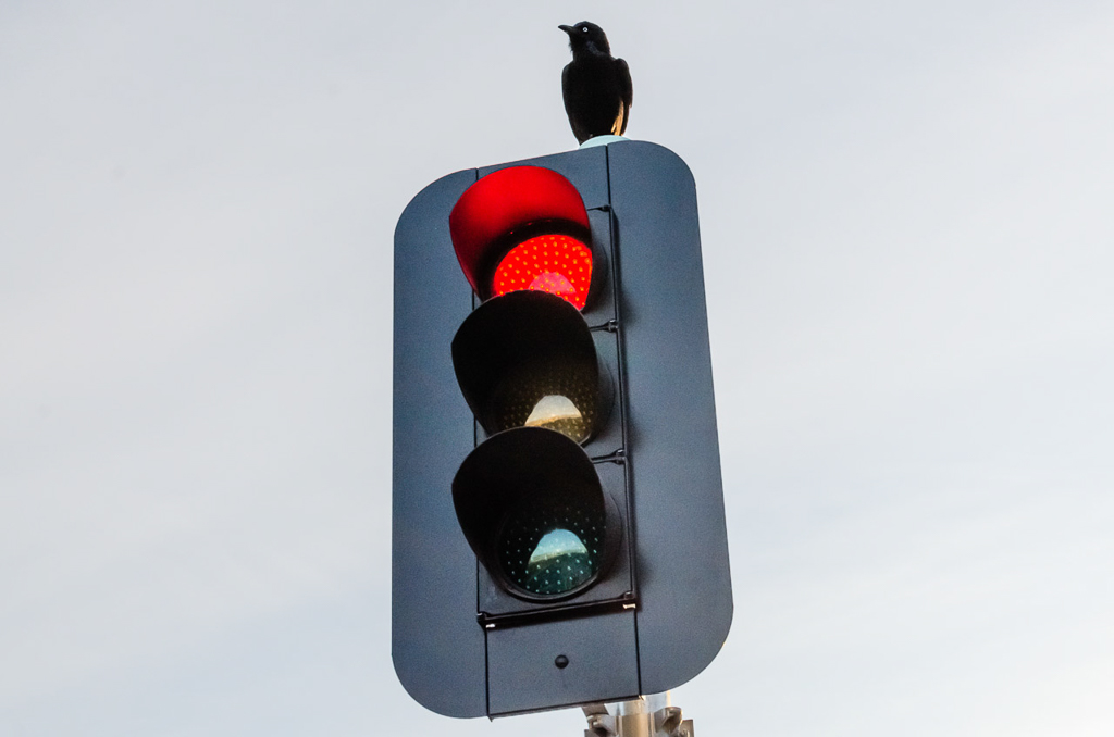 crow-on-traffic-light