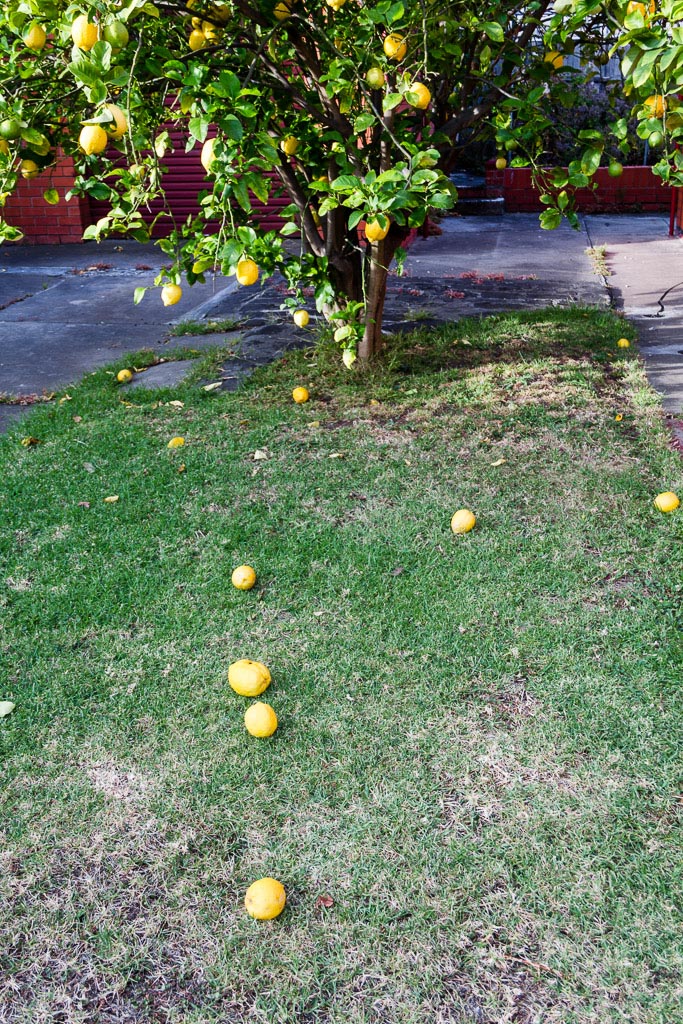 lemons-on-ground