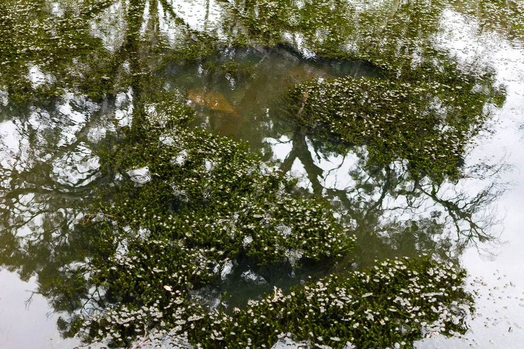 reflections-werribee-river-green-water