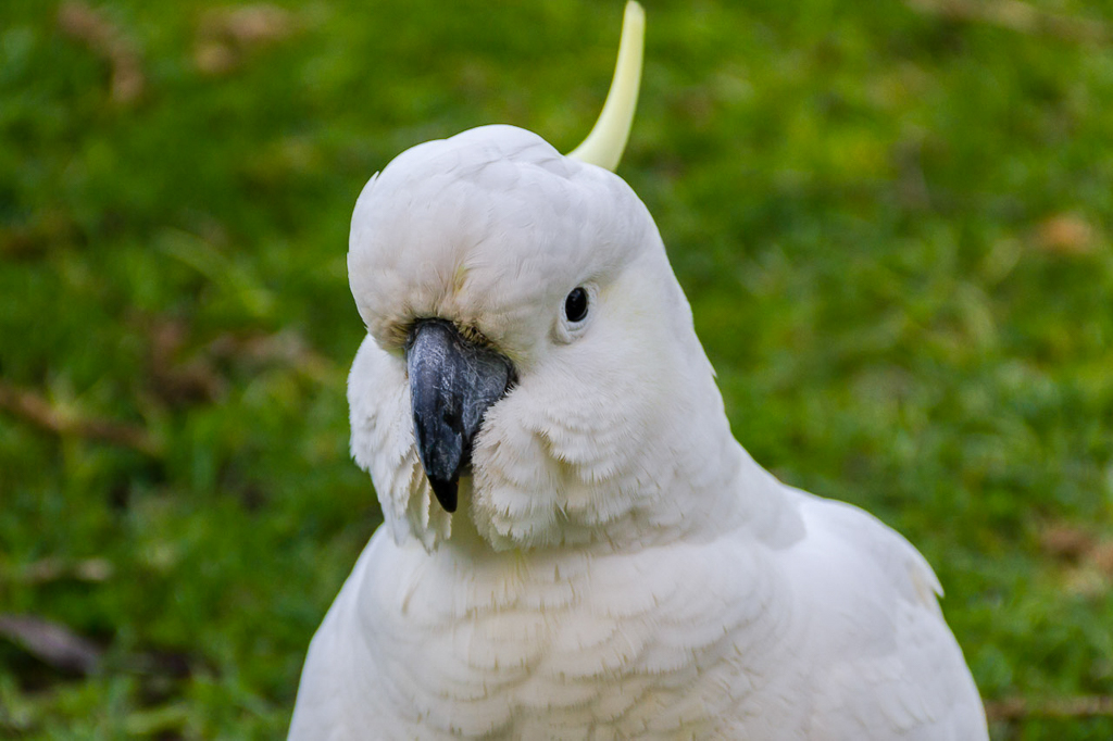 sulphur-crested-cockatoo