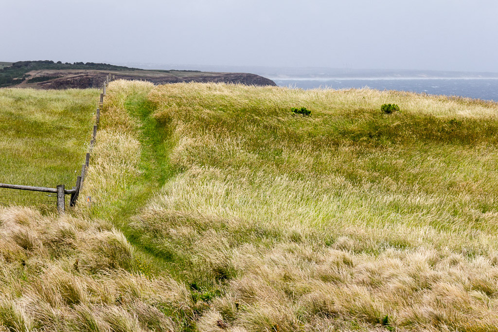 windblown-grass-george-bass-coastal-walk