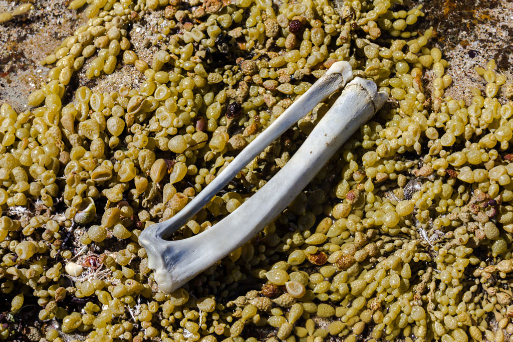 bone-on-seaweed