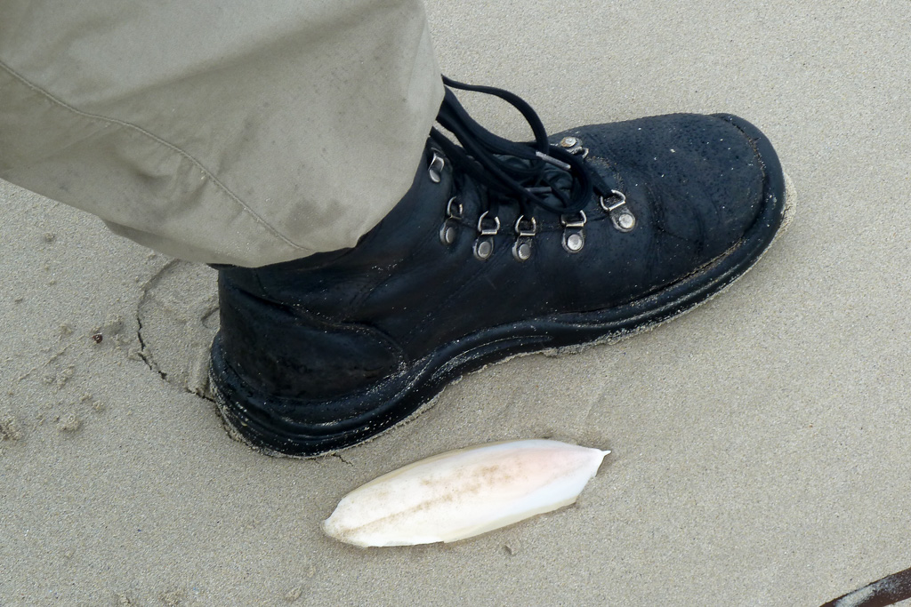 boot-next-to-small-cuttlefish-discovery-bay