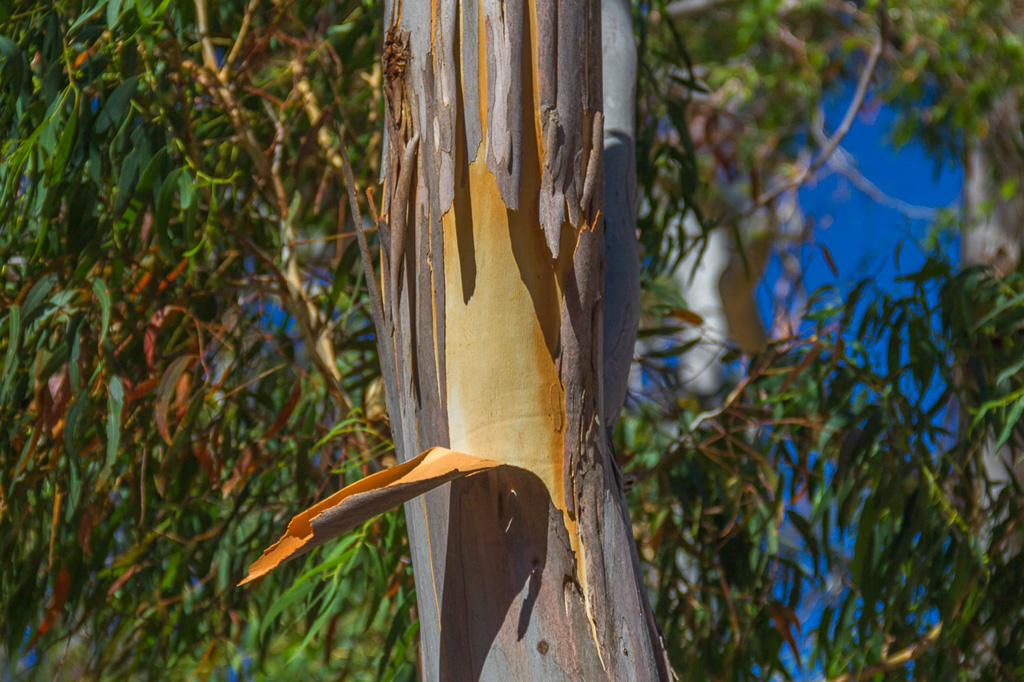 eucalypt-peeling-bark-mount-beckworth