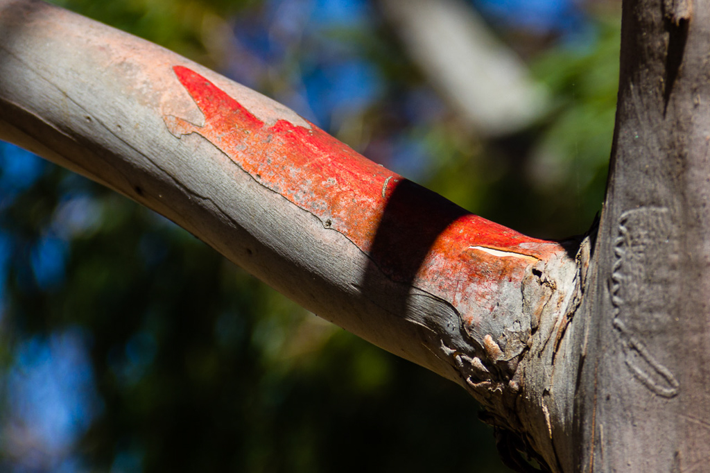 eucalypt-red-bark-mount-beckworth