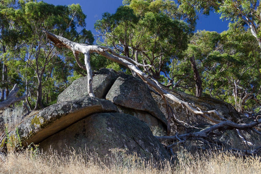 fallen-tree-on-rock-mount-beckworth