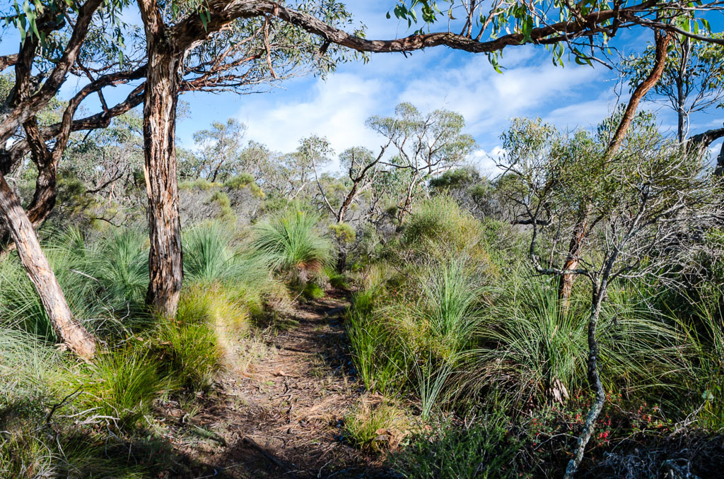 grass-trees-great-south-west-walk-track