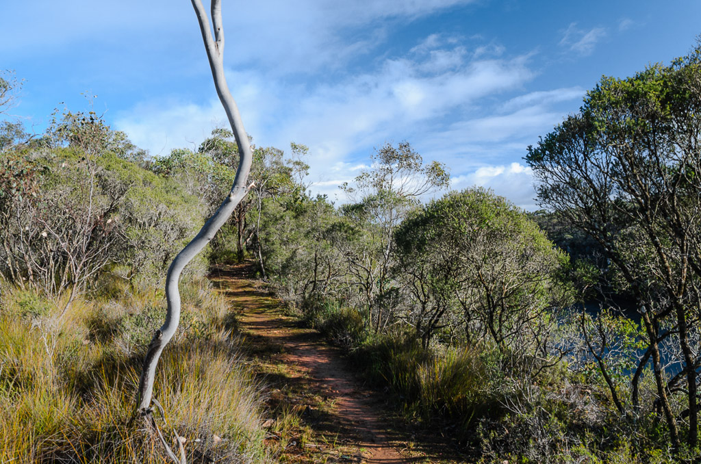 great-south-west-walk-track