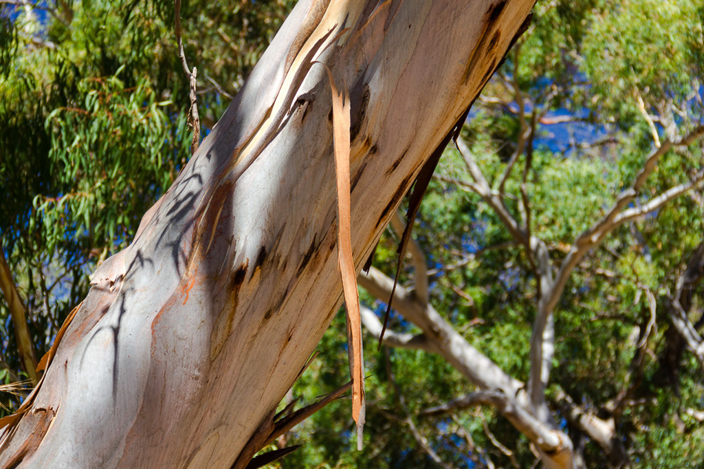 peeling-bark-eucalypt-tree-mount-beckworth