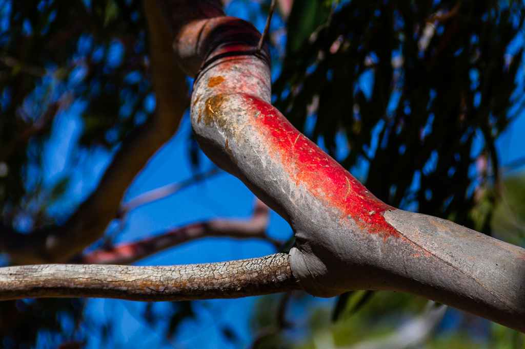 red-bark-eucalypt-tree