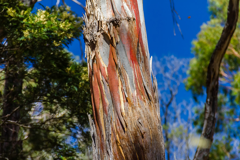 red-bark-on-eucalypt-tree