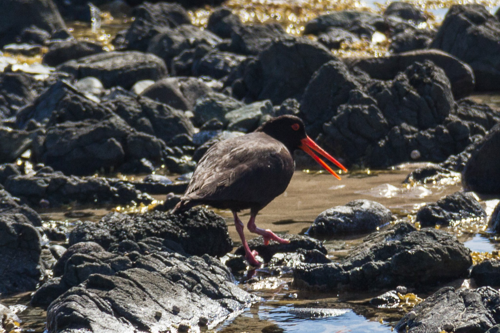 sooty-oyster-catcher