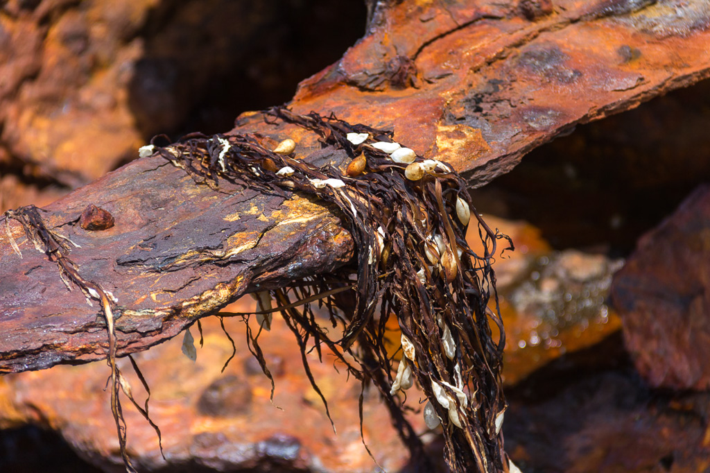 speke-shipwreck-seaweed