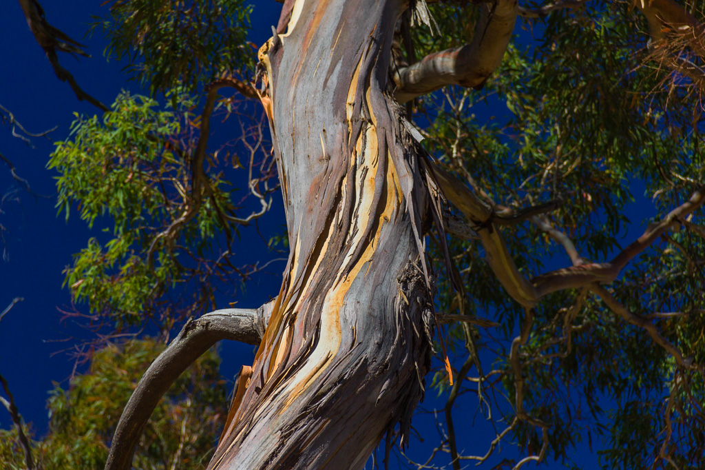twisted-eucalypt-tree-mount-beckworth
