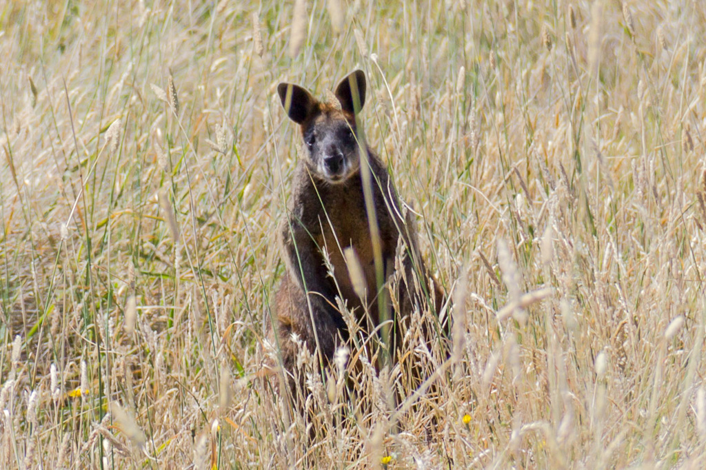 wallaby-in-long-grass
