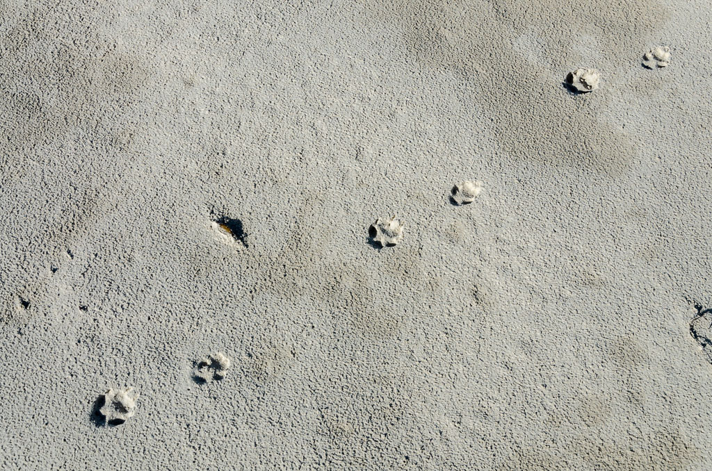 cat-paw-prints-discovery-bay-beach