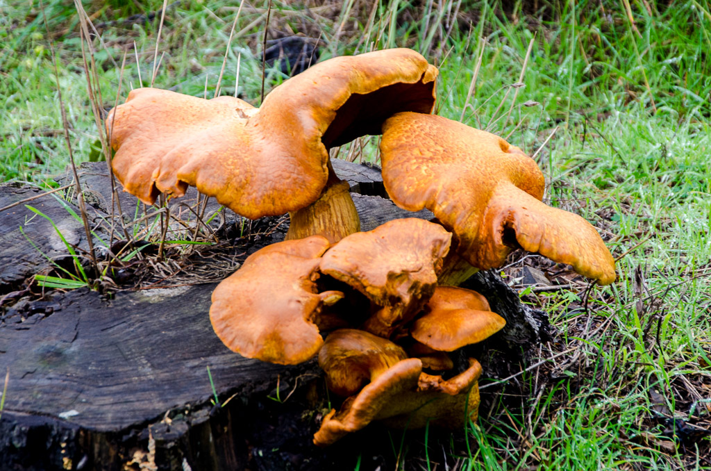 fungi-on-tree-stump