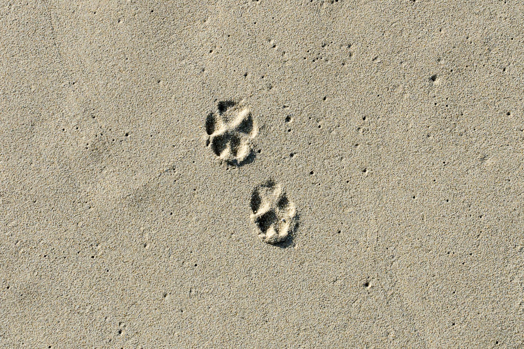 paw-prints-in-sand