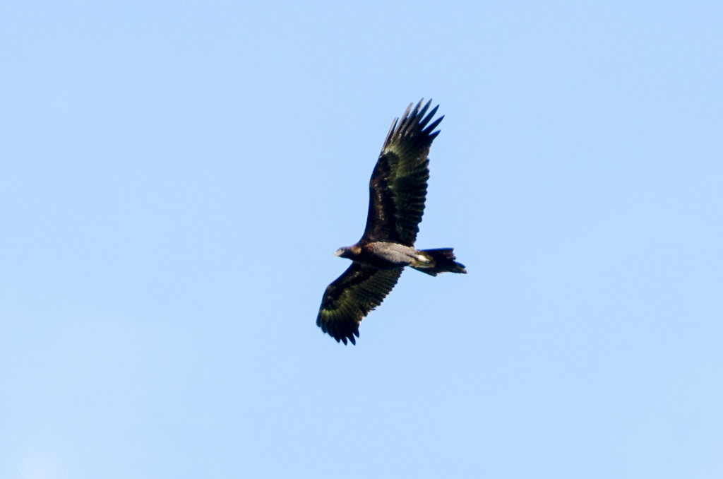 wedge-tailed-eagle