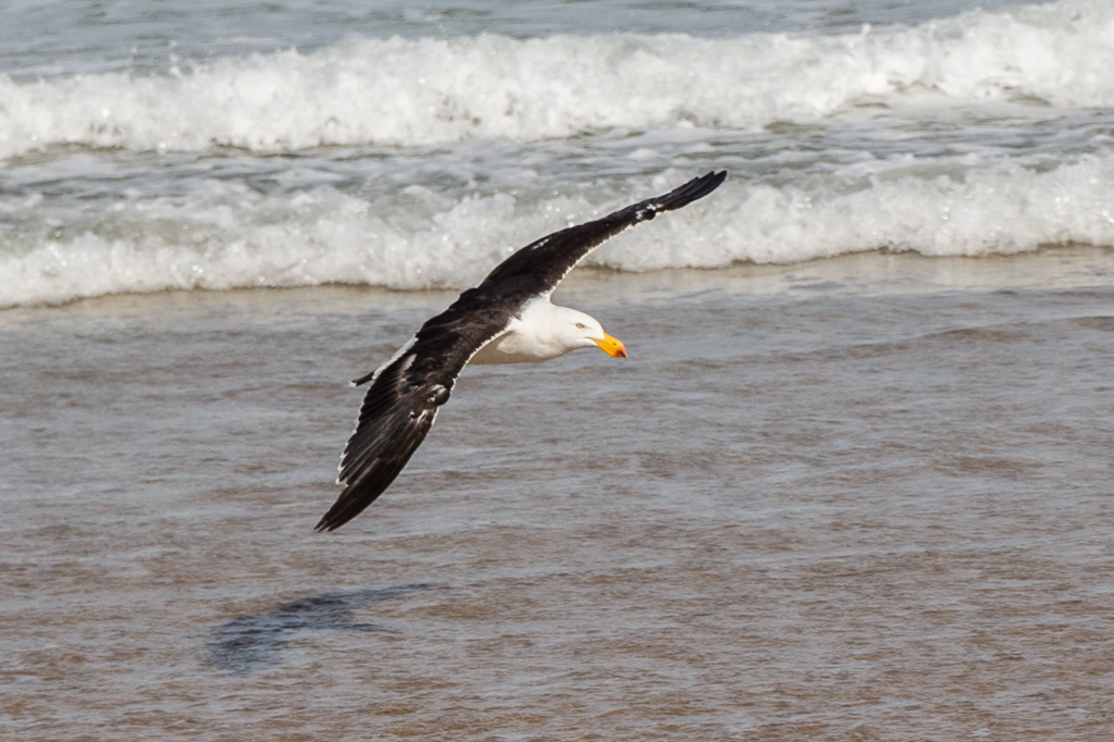 pacific-gull-flying
