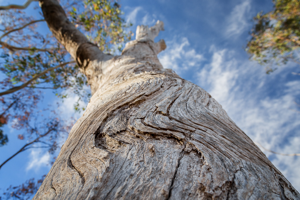 curved-bark-eucalyptus-tree