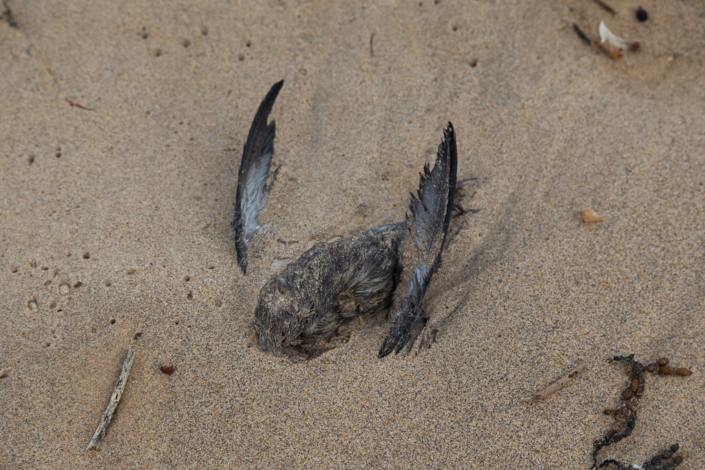 dead-bird-on-cape-woolamai-beach