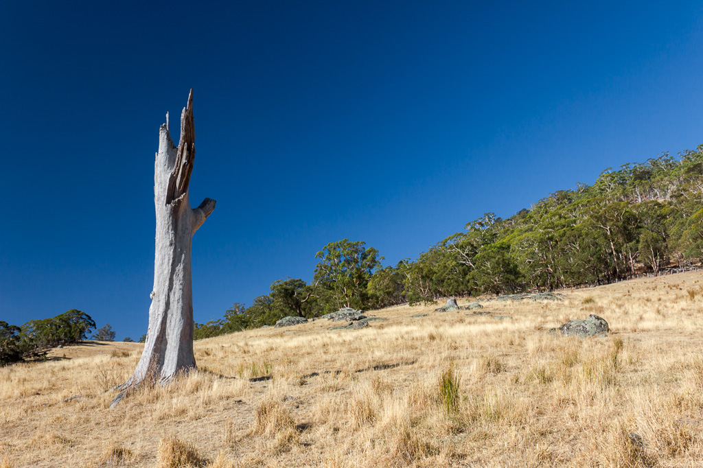 dead-tree-near-goldfields-track