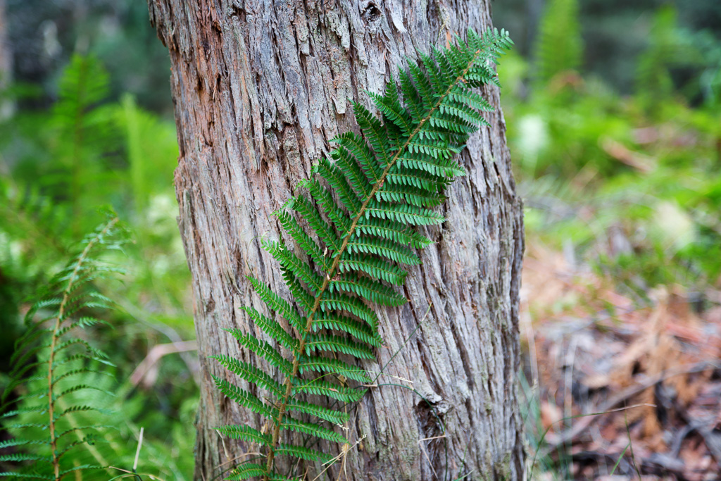 fern-leaf-against-eucalypt-tree