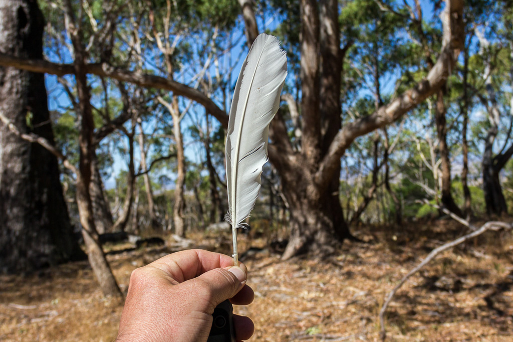 holding-cockatoo-feather