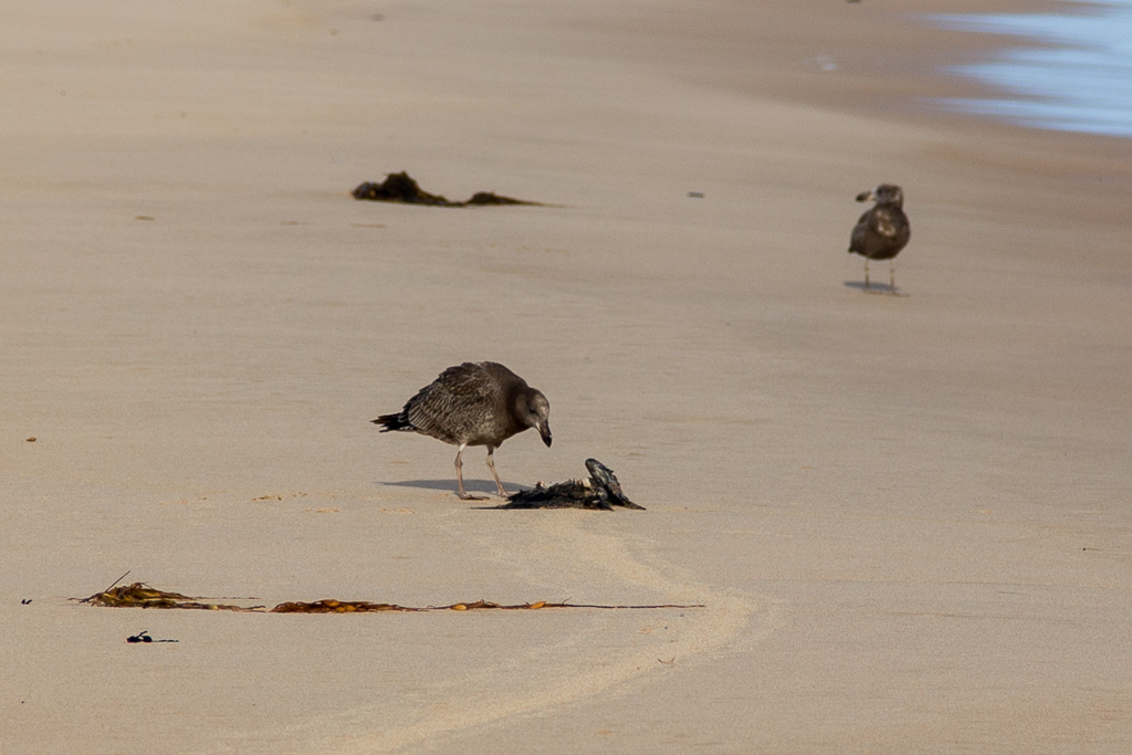 juvenile-pacific-gull-eating-dead-bird