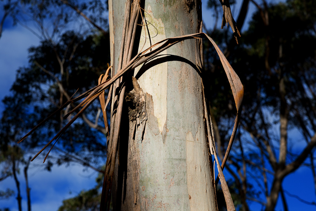 peeling-bark-eucalypt-tree