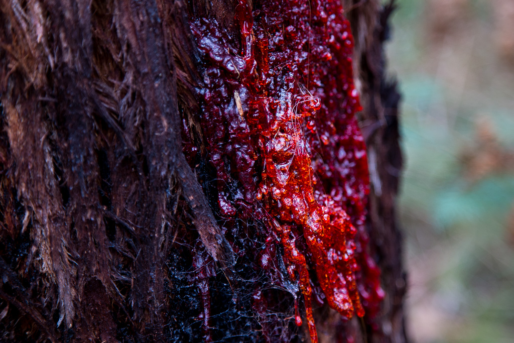red-sap-eucalypt-tree