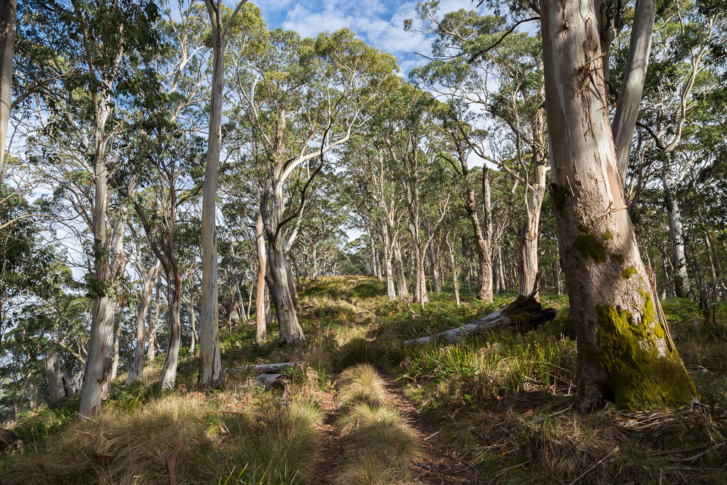track-up-mount-buangor