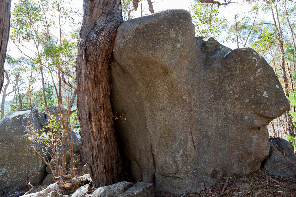 tree-growing-around-boulder