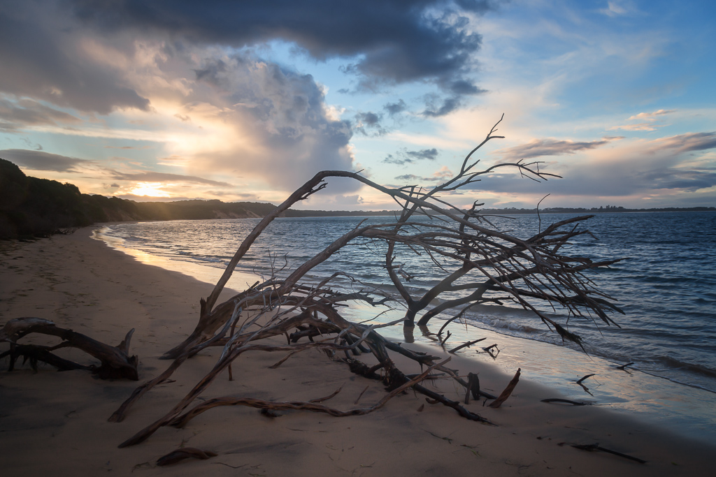 tree-on-beach-sunset-phillip-island