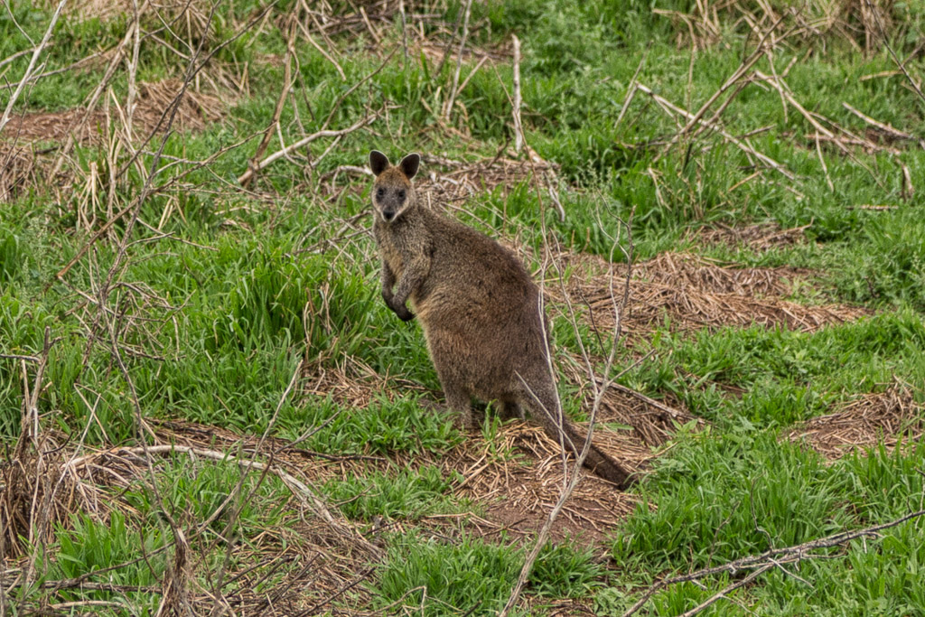 wallaby-cape-woolamai