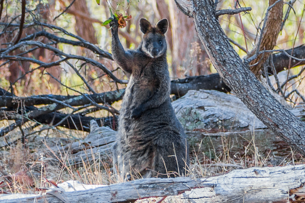 wallaby-with-paw-raised