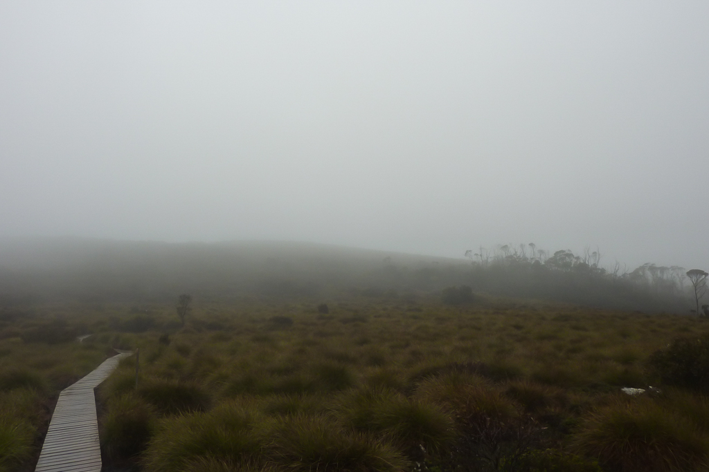 pine-forest-moor-rain-mist-overland-track
