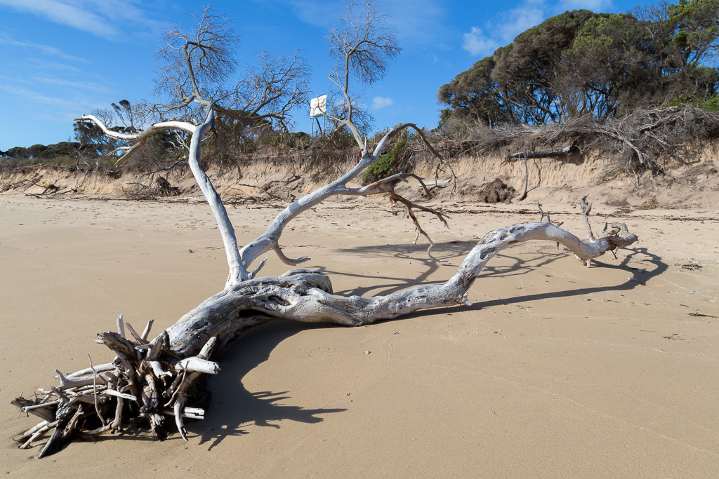 tree-branch-on-beach-point-nepean