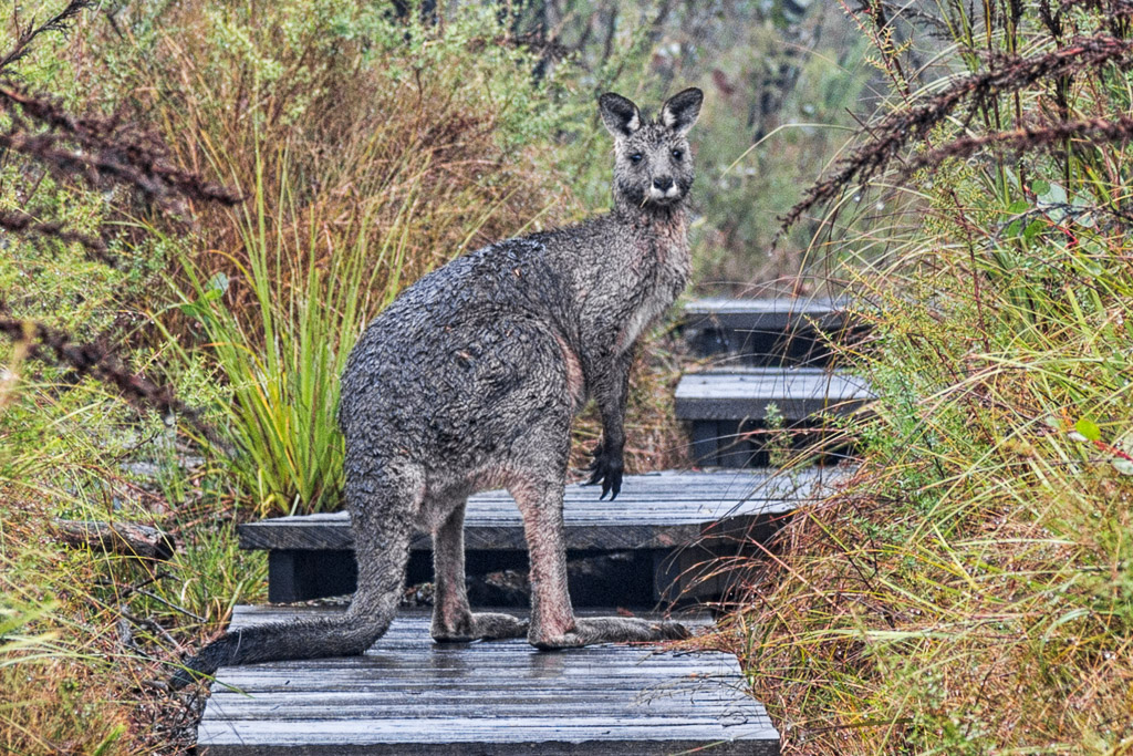 kangaroo-sundial-peak