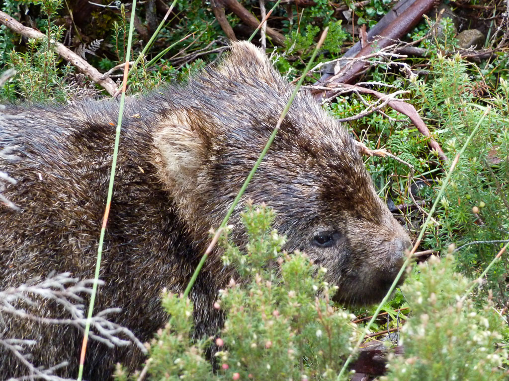 wombat-overland-track-tasmania