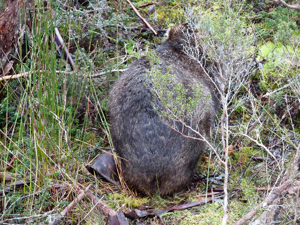 wombat-overland-track