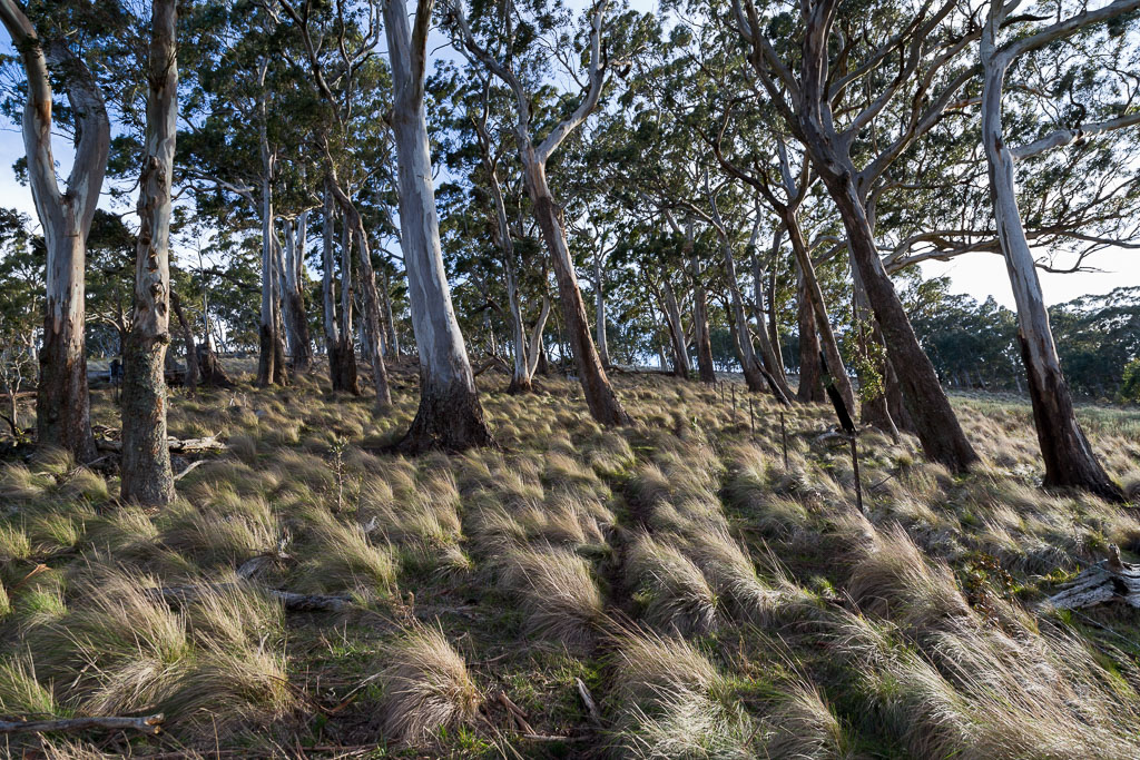 eucalypt-trees-near-mount-blackwood